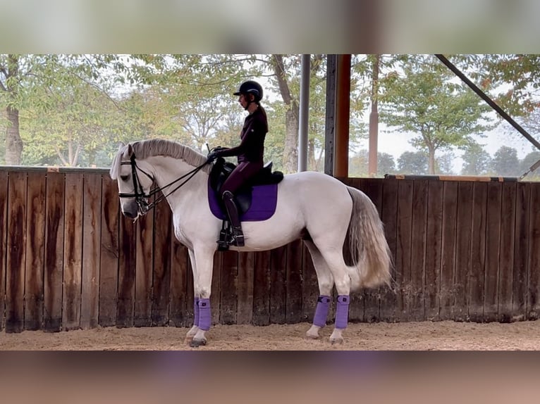 PRE Mix Stallone 8 Anni 167 cm Grigio in Bree