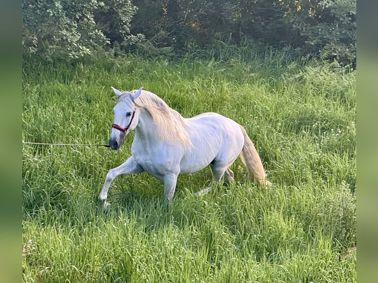 PRE Stallone 8 Anni 168 cm Grigio in Silleda (Casco Urbano)