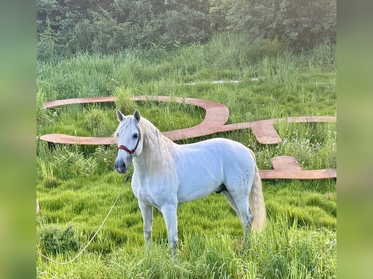 PRE Stallone 8 Anni 168 cm Grigio in Silleda (Casco Urbano)
