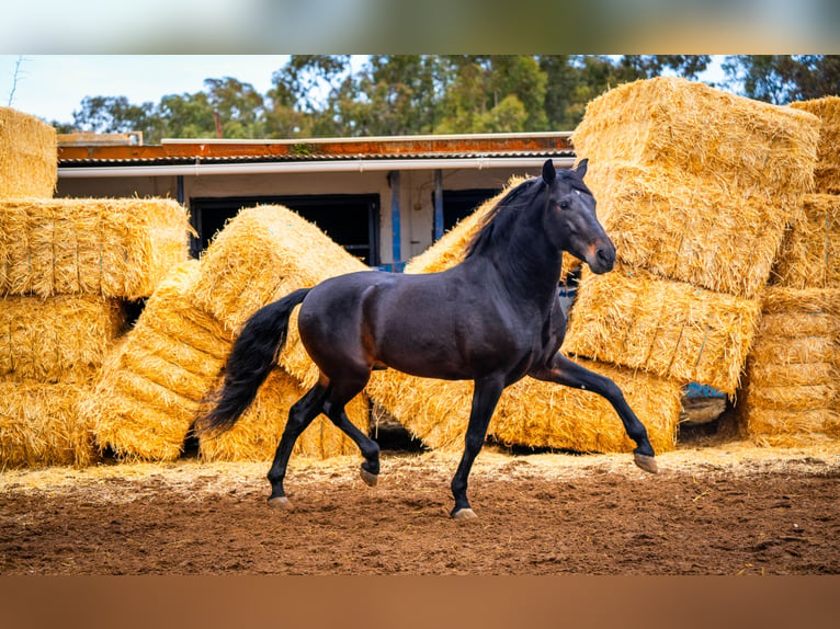 PRE Mix Stallone 8 Anni 168 cm Morello in Valencia