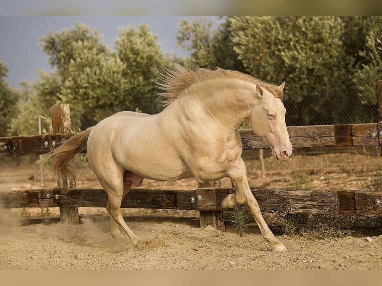 PRE Stallone 8 Anni 168 cm Perlino in Sottrum