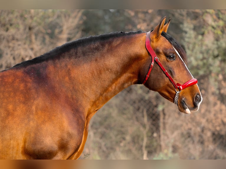 PRE Mix Stallone 8 Anni 170 cm Baio ciliegia in Palafolls