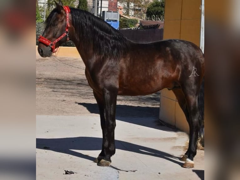 PRE Mix Stallone 8 Anni 170 cm Baio scuro in Betera
