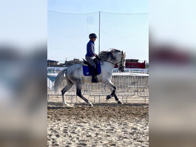 PRE Stallone 8 Anni 170 cm Grigio in Rovello porro