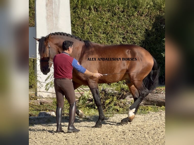 PRE Mix Stallone 8 Anni 172 cm Baio in Sevilla