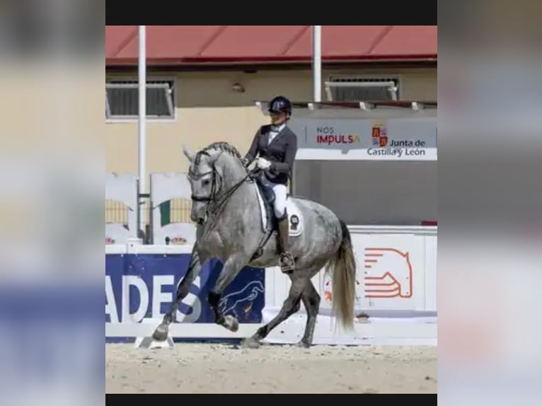 PRE Mix Stallone 8 Anni 172 cm Grigio in Sitges