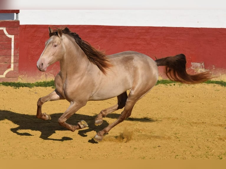 PRE Stallone 8 Anni 172 cm Perlino in La Puebla Del Rio