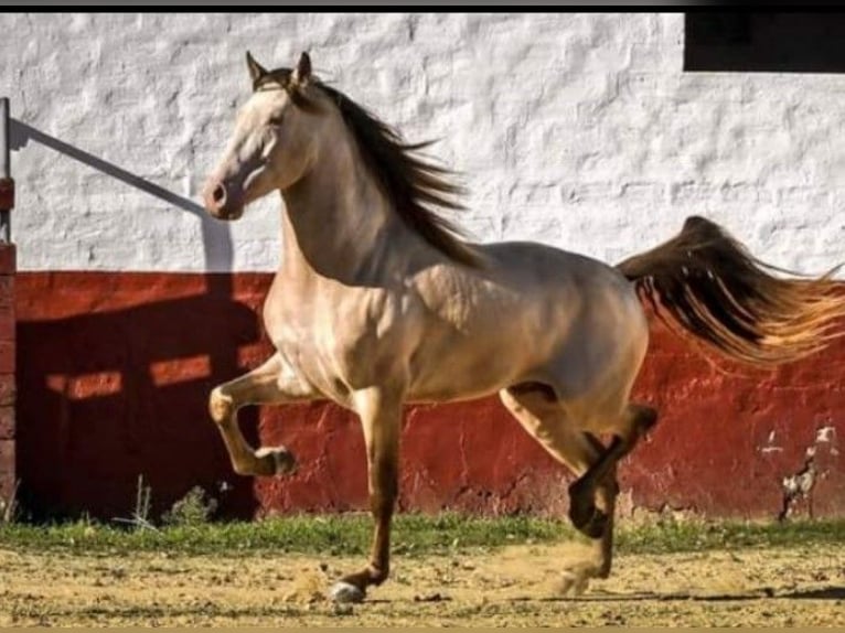 PRE Stallone 8 Anni 172 cm Perlino in La Puebla Del Rio