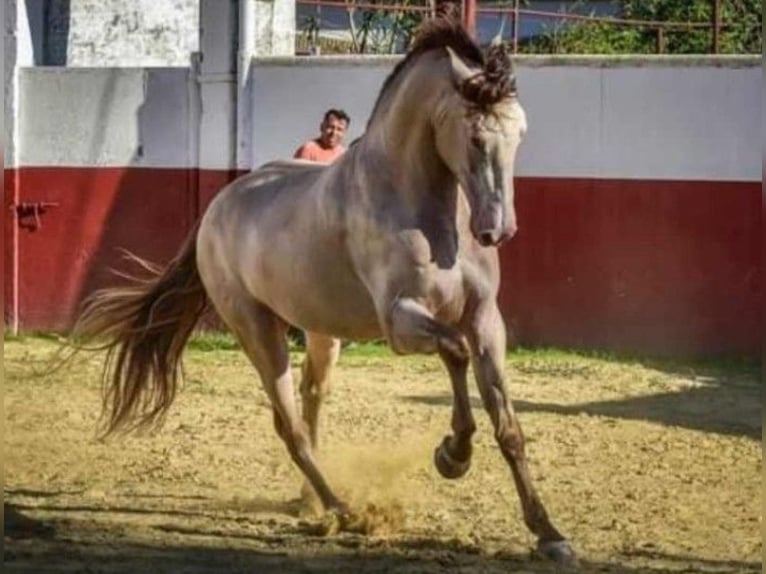 PRE Stallone 8 Anni 172 cm Perlino in La Puebla Del Rio