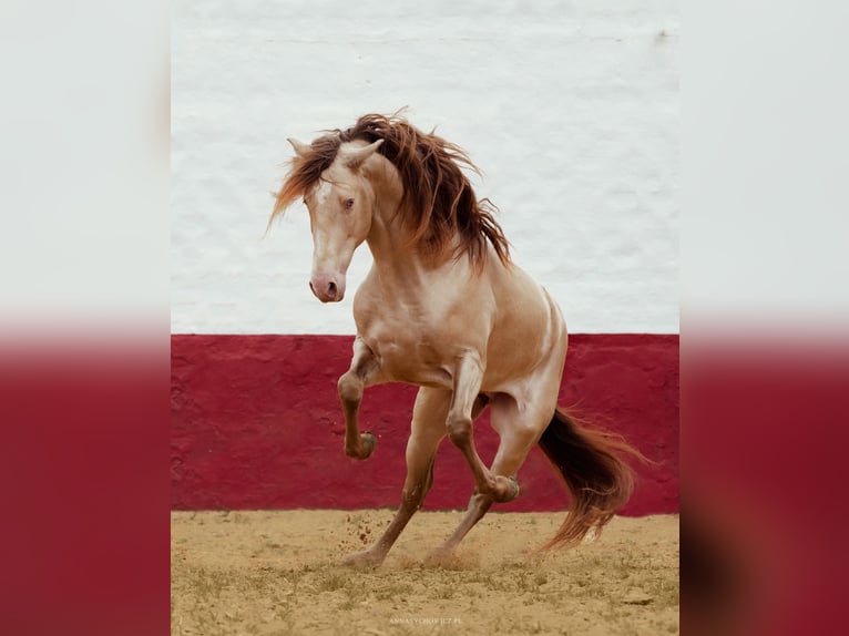 PRE Stallone 8 Anni 172 cm Perlino in La Puebla Del Rio