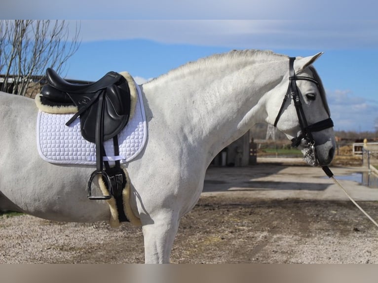 PRE Mix Stallone 8 Anni 173 cm Grigio in Velilla De San Antonio