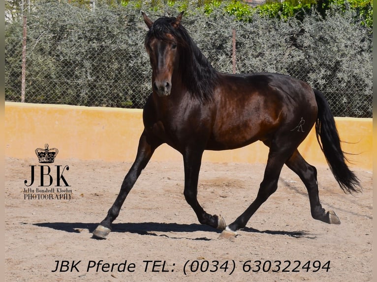 PRE Mix Stallone 8 Anni 174 cm Baio in Tabernas Almeria