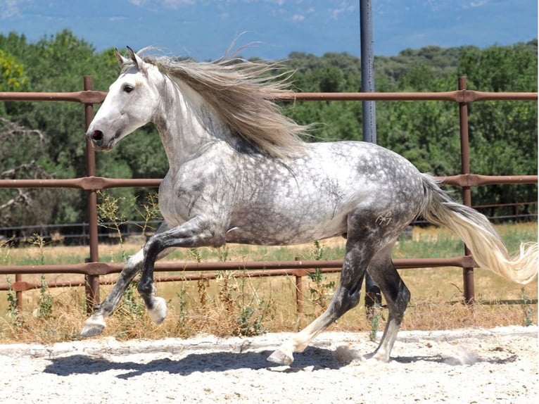 PRE Mix Stallone 8 Anni 175 cm Grigio in Navas Del Madroño