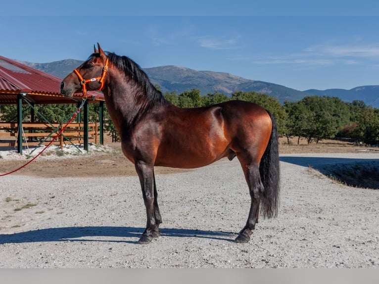 PRE Stallone 8 Anni Baio in Puerto De Cotos
