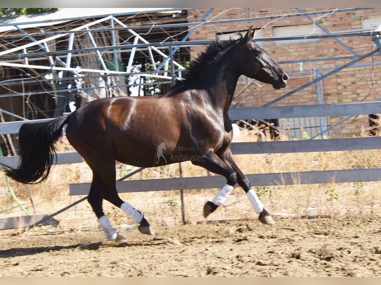 PRE Stallone 9 Anni 160 cm Morello in Provinz Granada