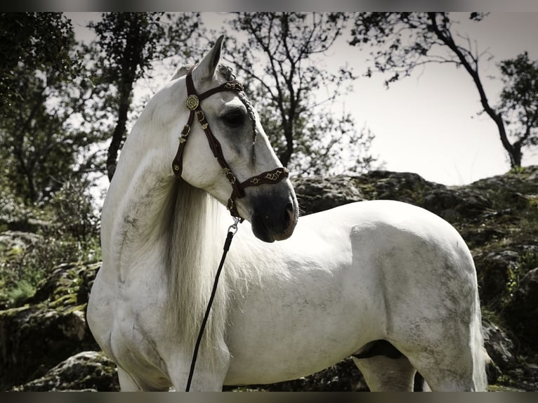 PRE Mix Stallone 9 Anni 161 cm Bianco in MADRID