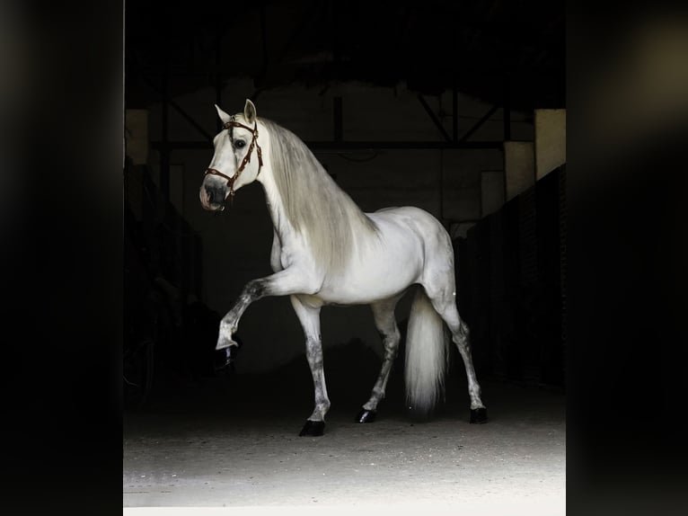 PRE Mix Stallone 9 Anni 161 cm Bianco in MADRID