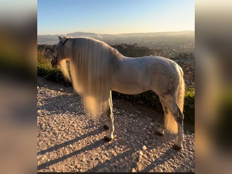 PRE Stallone 9 Anni 161 cm Grigio in Jerez de la Frontera