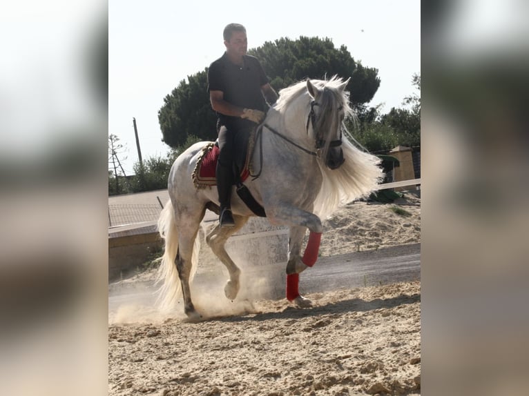 PRE Stallone 9 Anni 161 cm Grigio in Jerez de la Frontera