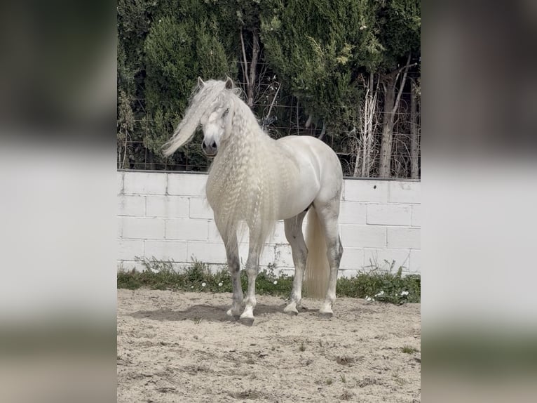 PRE Stallone 9 Anni 161 cm Grigio in Jerez de la Frontera