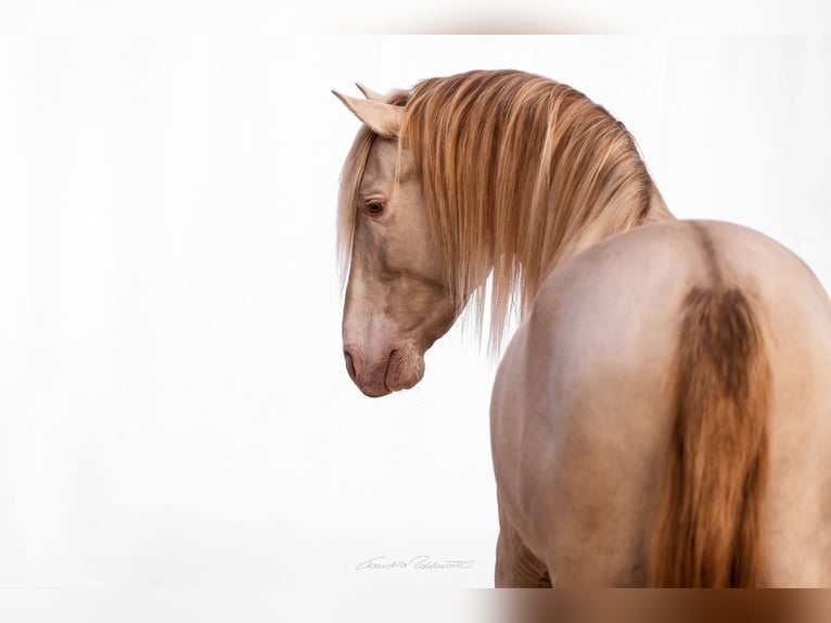 PRE Mix Stallone 9 Anni 161 cm Perlino in El Catllar