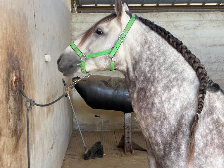 PRE Stallone 9 Anni 162 cm Grigio in Los Arenales Del Sol