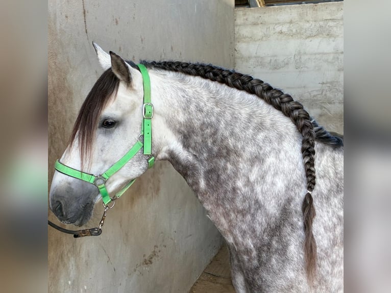 PRE Stallone 9 Anni 162 cm Grigio in Los Arenales Del Sol