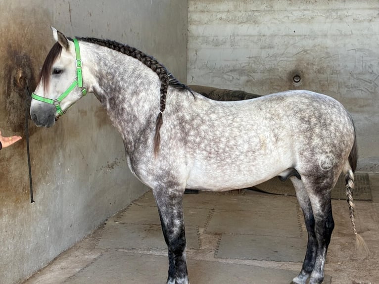 PRE Stallone 9 Anni 162 cm Grigio in Los Arenales Del Sol