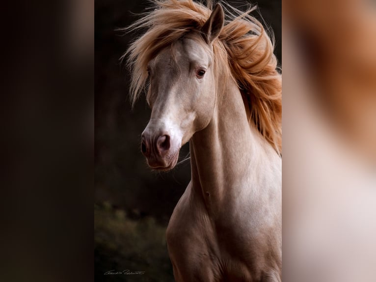 PRE Mix Stallone 9 Anni 162 cm Perlino in El Catllar