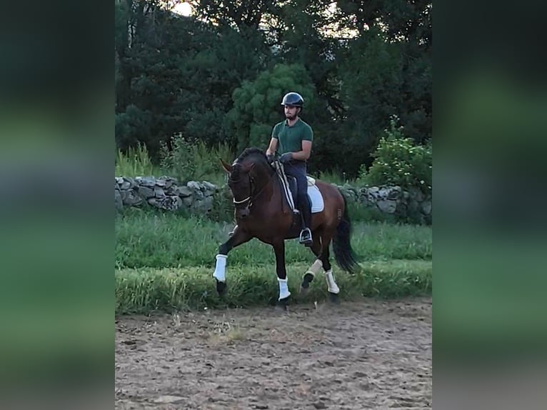 PRE Mix Stallone 9 Anni 163 cm Baio ciliegia in Navalafuente