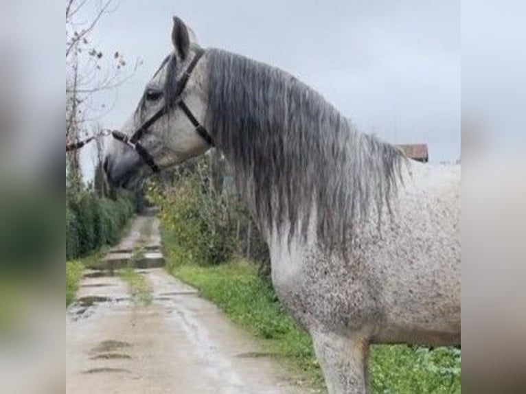 PRE Mix Stallone 9 Anni 163 cm Grigio in Madrid