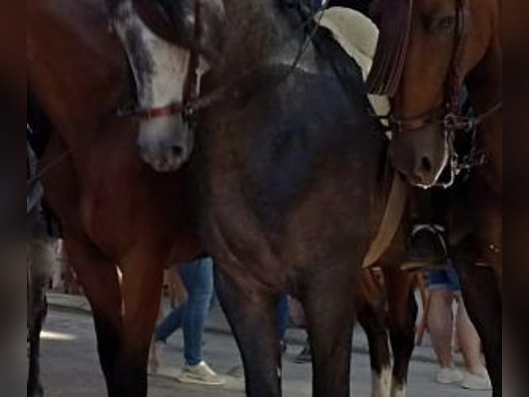 PRE Mix Stallone 9 Anni 163 cm Grigio in Sevilla