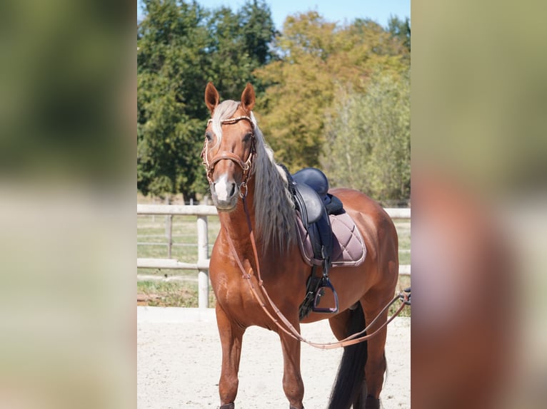 PRE Mix Stallone 9 Anni 163 cm Palomino in Isére