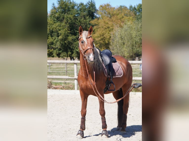 PRE Mix Stallone 9 Anni 163 cm Palomino in Isére