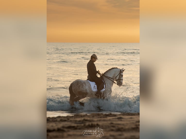 PRE Mix Stallone 9 Anni 164 cm Grigio in Dos Hermanas