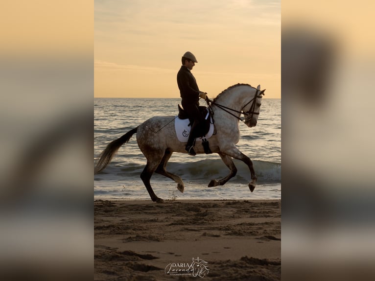 PRE Mix Stallone 9 Anni 164 cm Grigio in Dos Hermanas