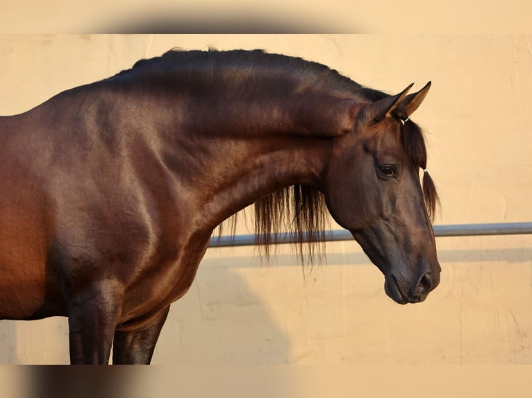 PRE Stallone 9 Anni 165 cm Baio in Rociana Del Condado