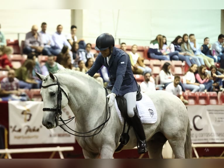 PRE Mix Stallone 9 Anni 165 cm Grigio in Corbera