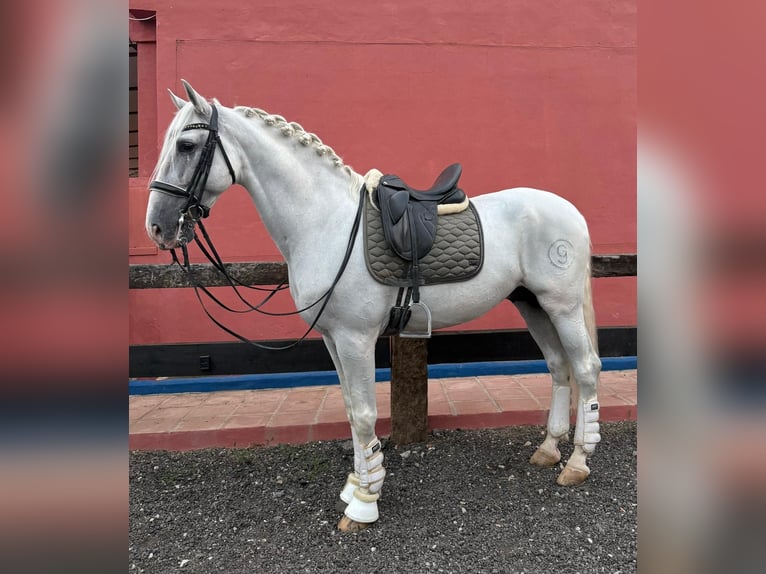 PRE Stallone 9 Anni 165 cm Grigio in Mijas