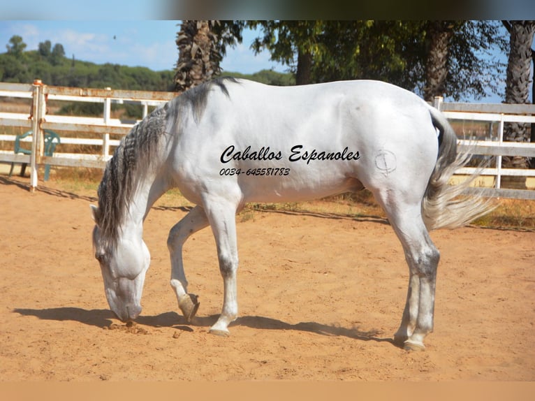 PRE Stallone 9 Anni 165 cm Grigio in vejer de la frontera