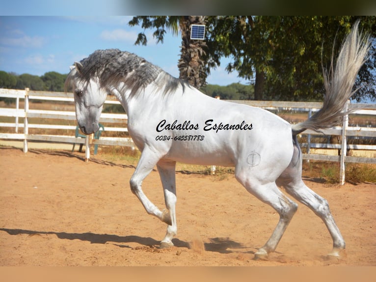 PRE Stallone 9 Anni 165 cm Grigio in vejer de la frontera