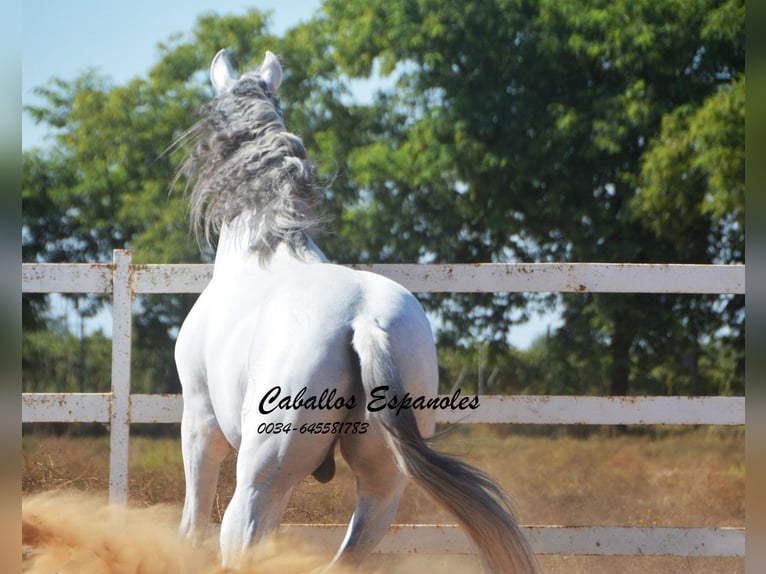 PRE Stallone 9 Anni 165 cm Grigio in vejer de la frontera