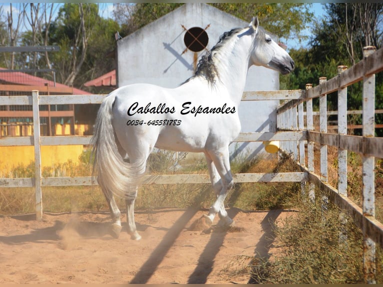 PRE Stallone 9 Anni 165 cm Grigio in vejer de la frontera