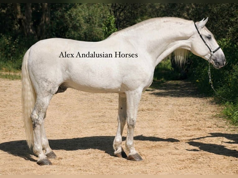 PRE Mix Stallone 9 Anni 166 cm Bianco in Sevilla