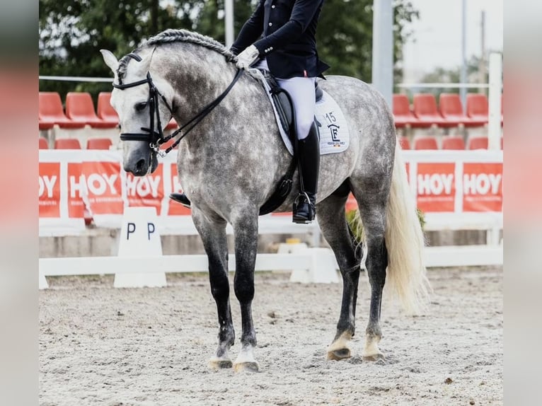 PRE Mix Stallone 9 Anni 167 cm Grigio in 28040