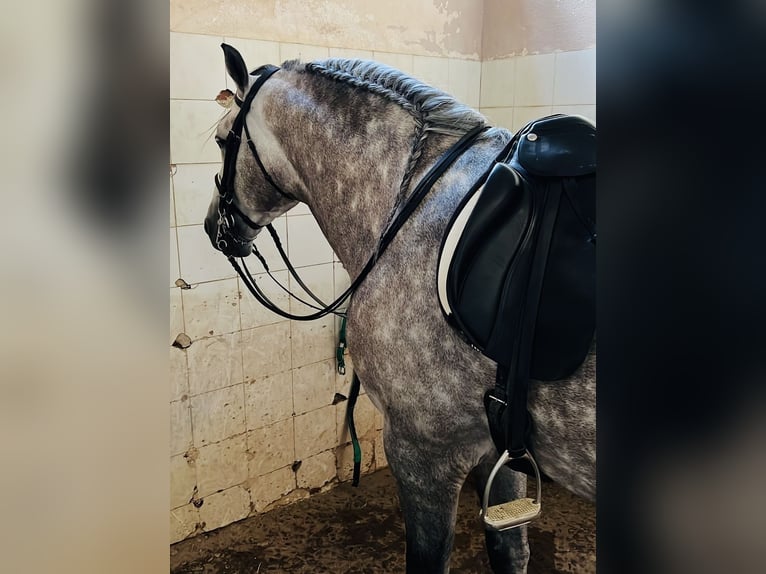 PRE Mix Stallone 9 Anni 167 cm Grigio in 28040