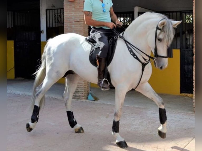 PRE Mix Stallone 9 Anni 167 cm Grigio pezzato in Neu-Anspach