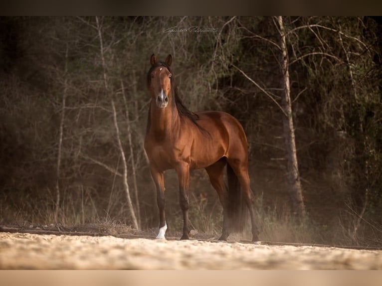 PRE Mix Stallone 9 Anni 169 cm Baio in El Catllar