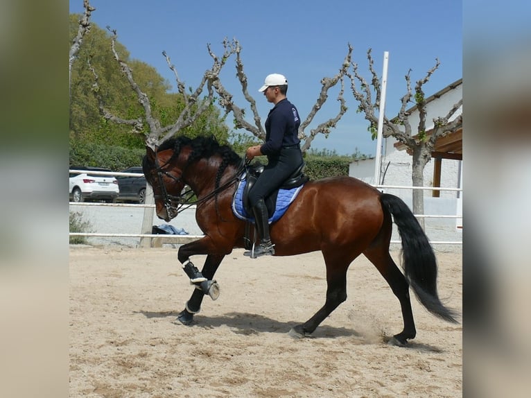 PRE Stallone 9 Anni 169 cm Baio ciliegia in Granollers