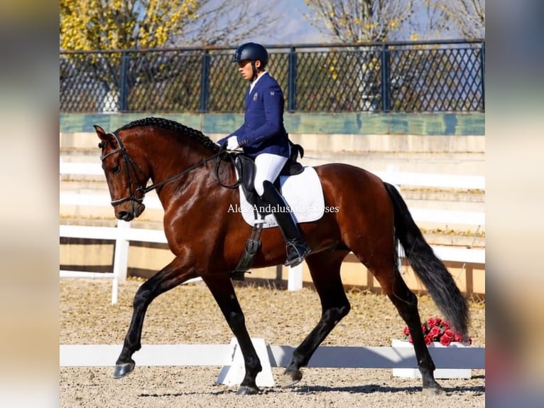 PRE Mix Stallone 9 Anni 170 cm Baio in Sevilla